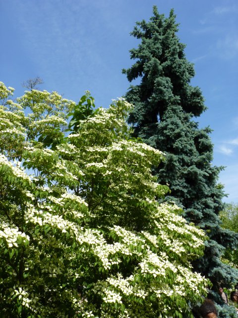 Ehretia dicksonii